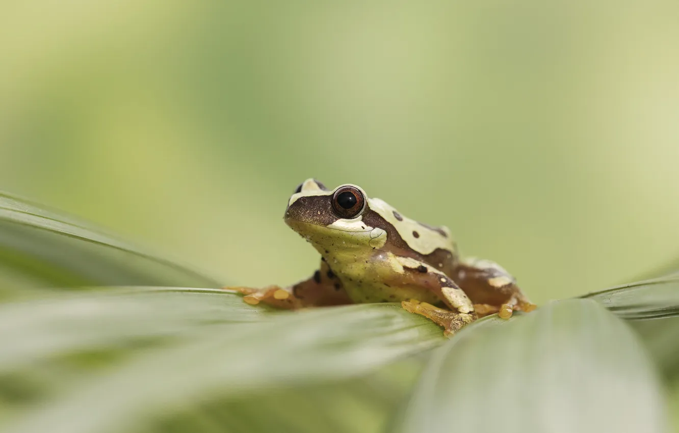 Photo wallpaper background, leaf, frog