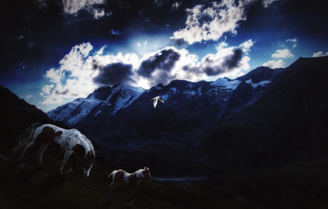 Photo wallpaper the sky, stars, clouds, snow, mountains, bird, horse, the evening