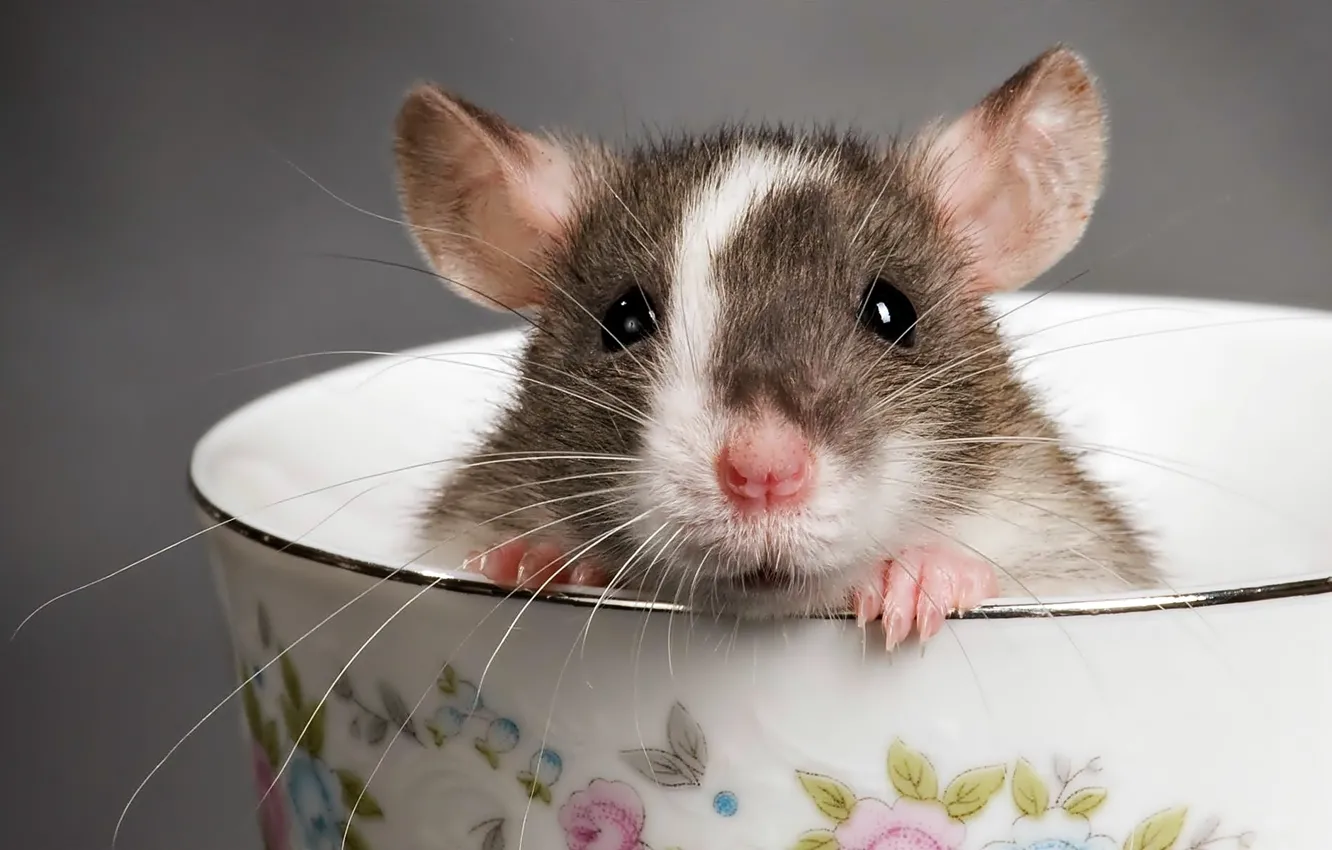 Photo wallpaper cup, mouse, claws