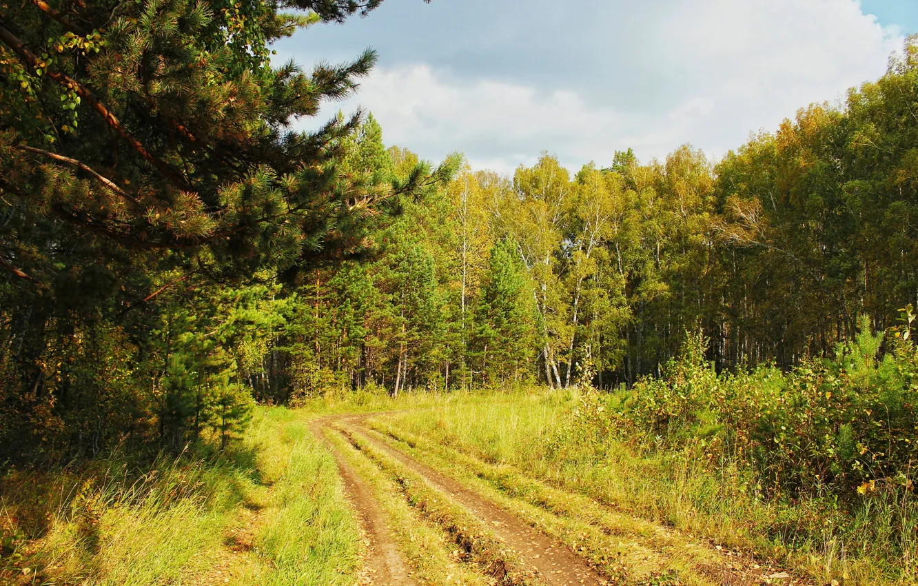 Photo wallpaper road, autumn, forest