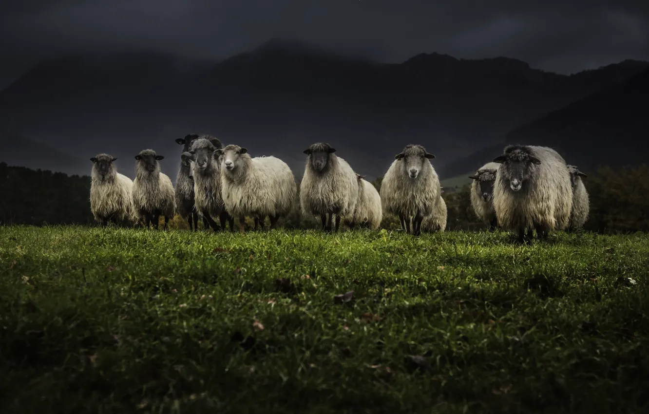 Photo wallpaper night, nature, sheep