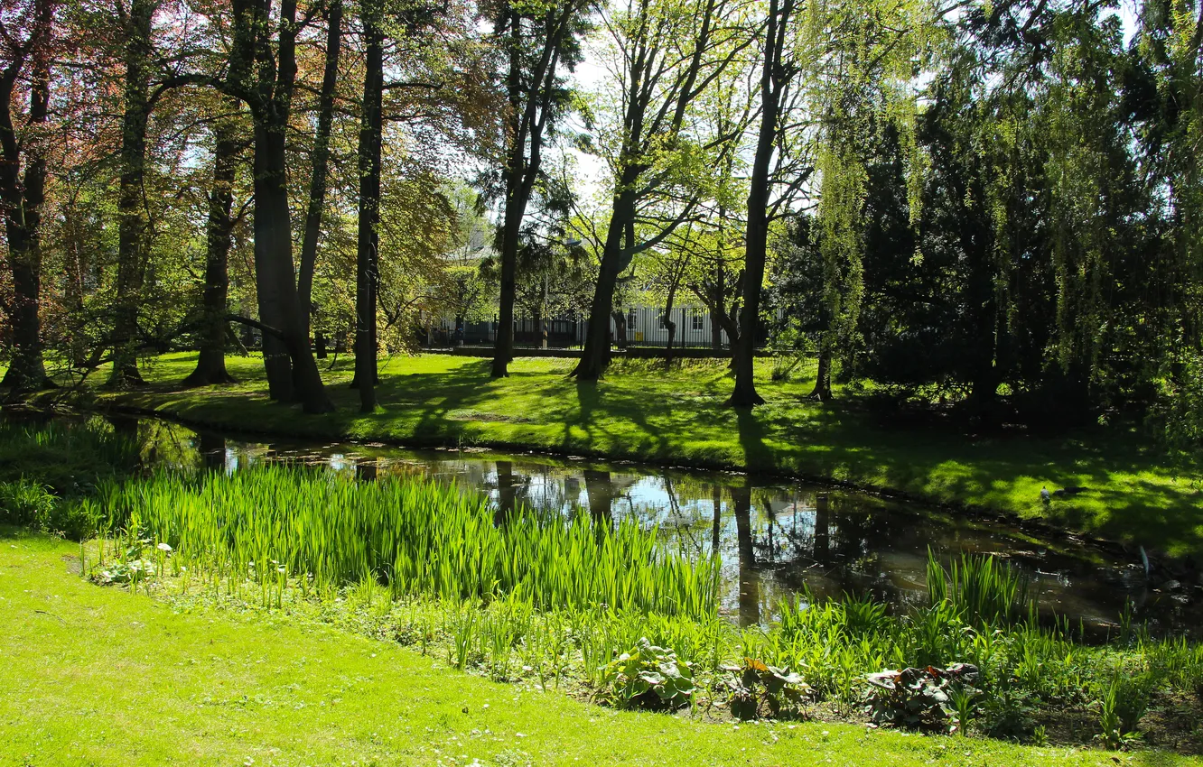 Photo wallpaper green, trees, park, spring, pond