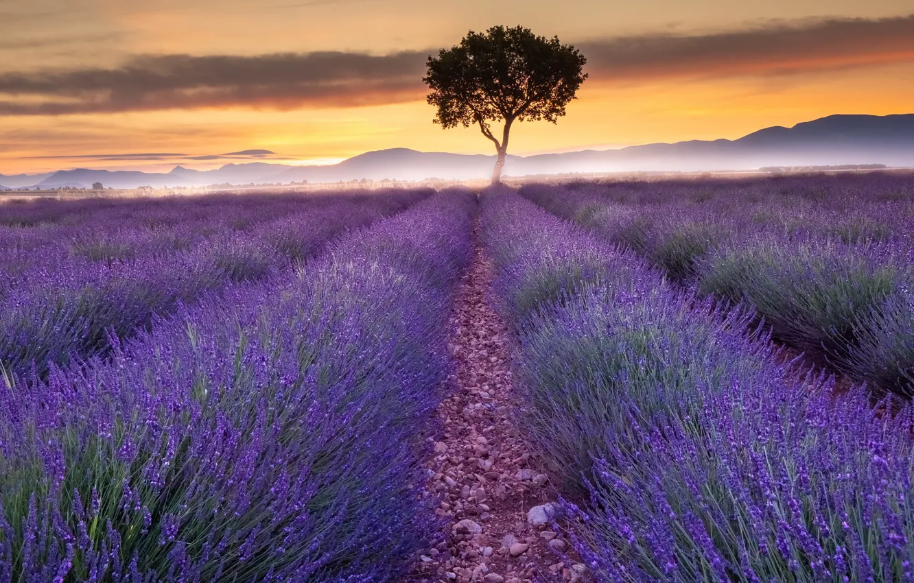 Photo wallpaper field, summer, sunset, lavender
