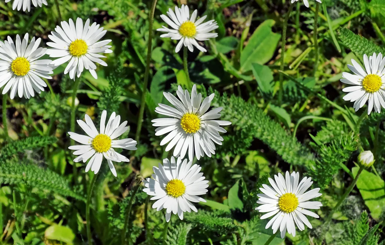 Photo wallpaper Grass, Chamomile, Grass, Daisy, Camomile