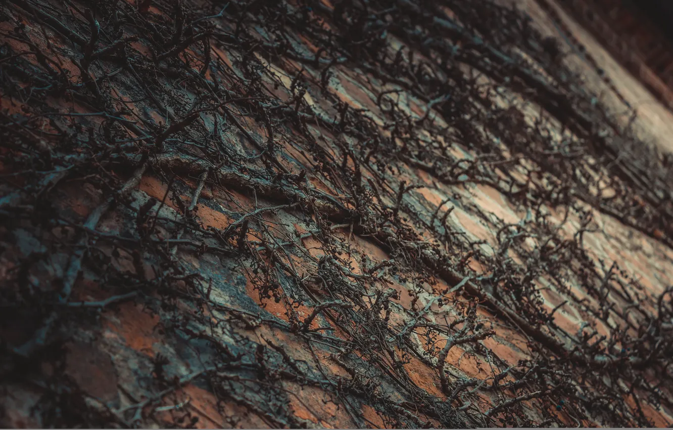 Photo wallpaper wall, plant, brick, dried