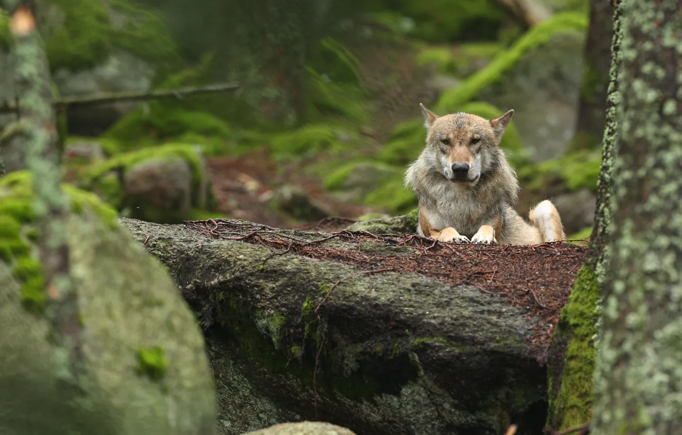 Photo wallpaper lies, look, grey, wolf, bokeh, forest, stones