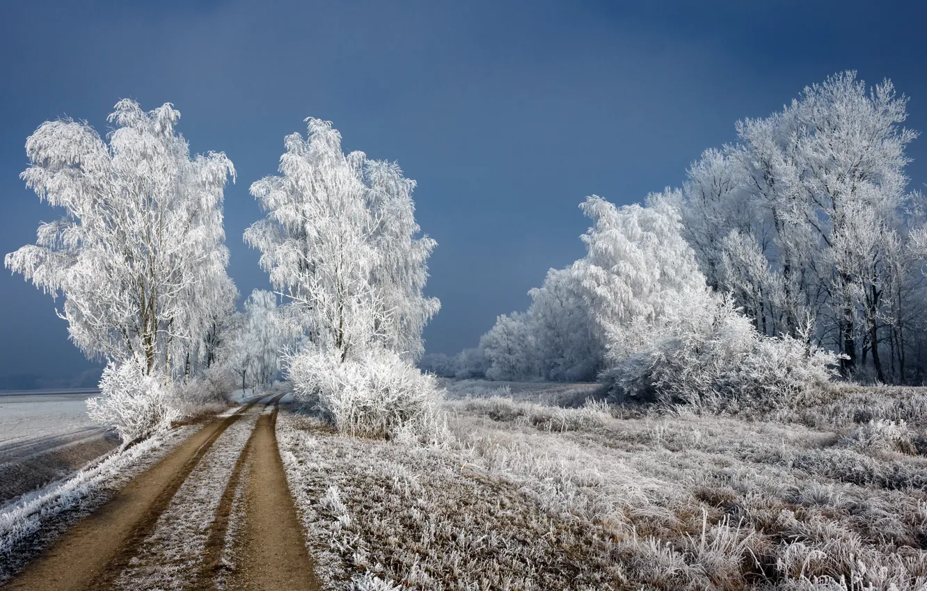 Photo wallpaper winter, frost, road, birch