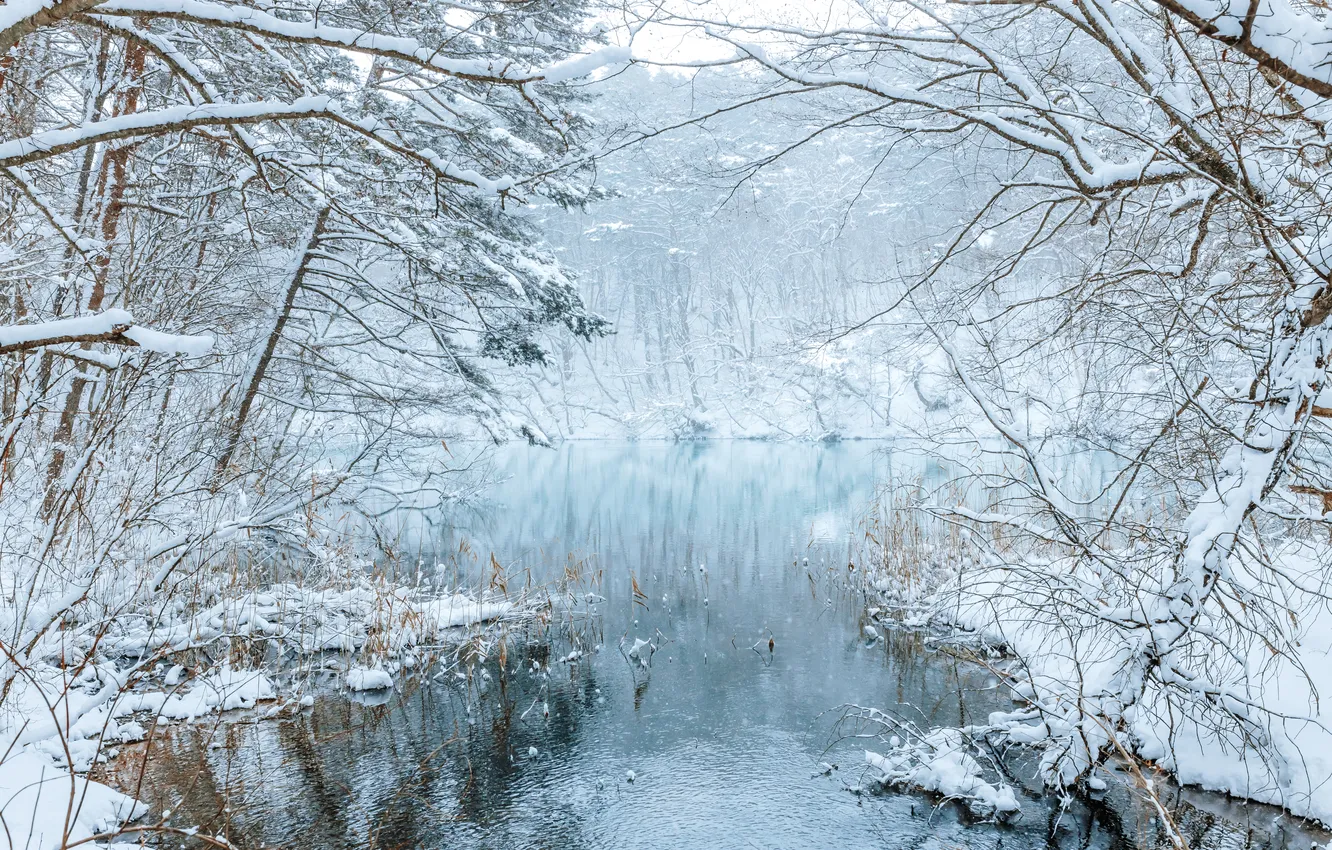 Photo wallpaper winter, frost, forest, water, snow, trees, branches, nature