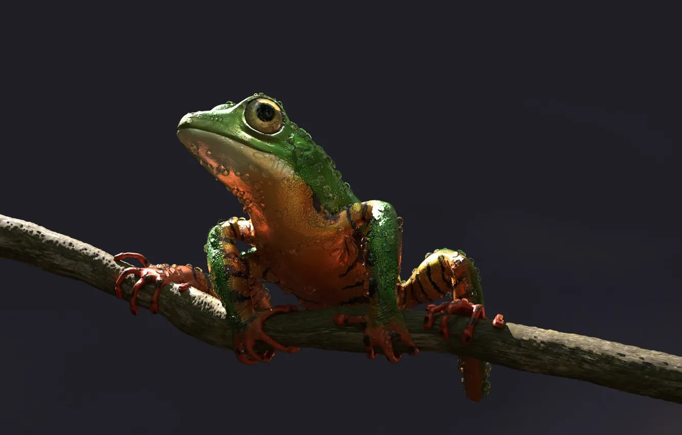 Photo wallpaper frog, art, Alessandro Mastronardi, Amazon tree frog: tiger stripes color variation