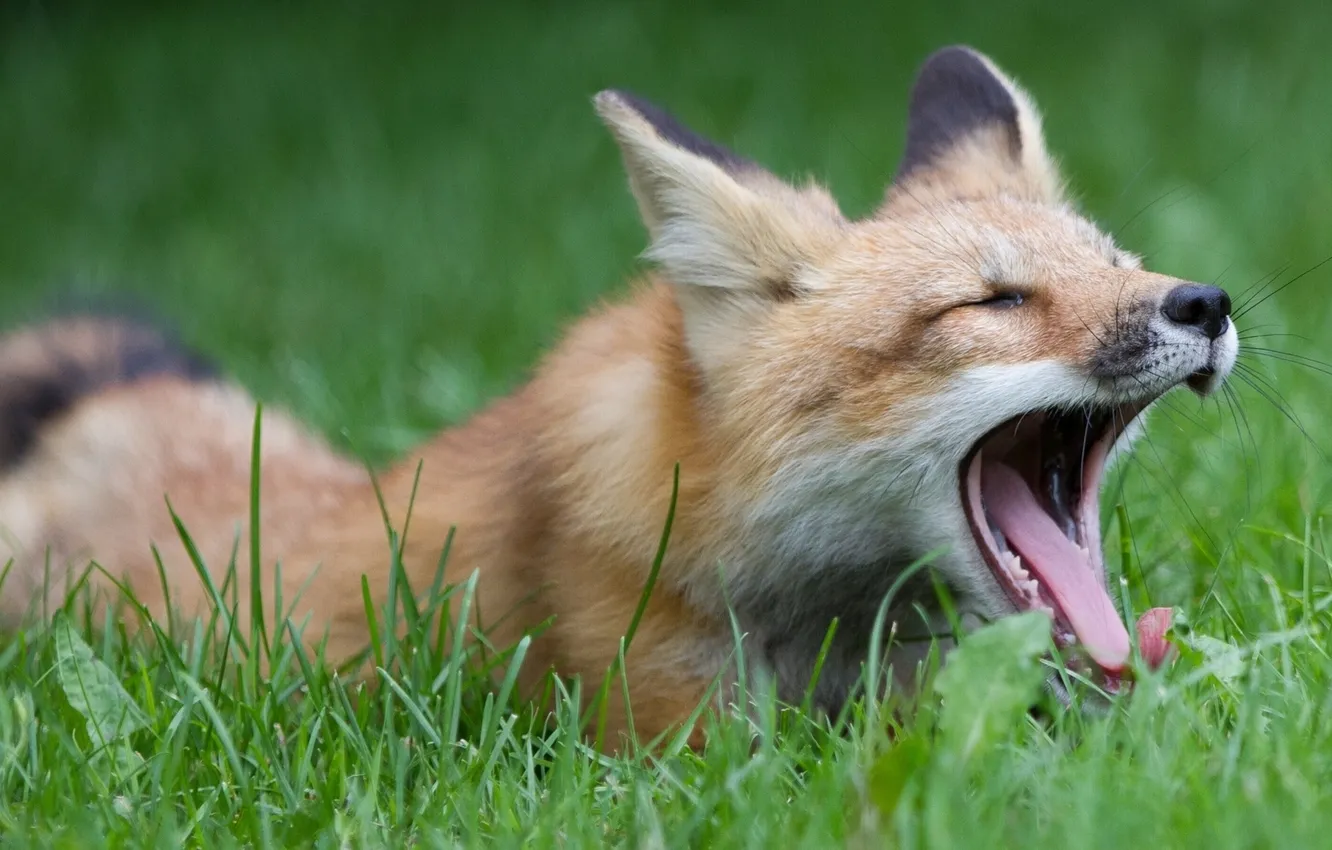 Photo wallpaper grass, Fox, yawn