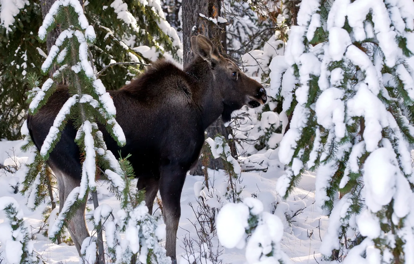 Photo wallpaper winter, forest, moose