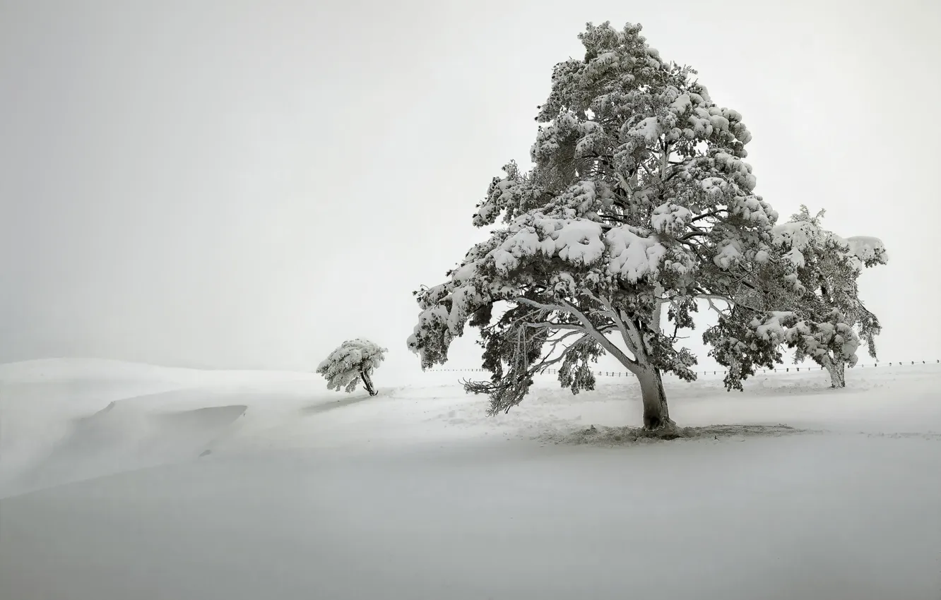 Photo wallpaper field, snow, trees