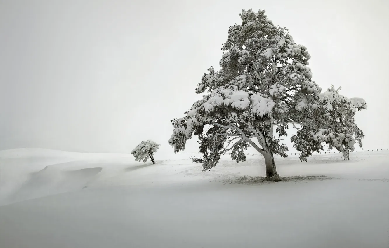 Photo wallpaper field, snow, tree