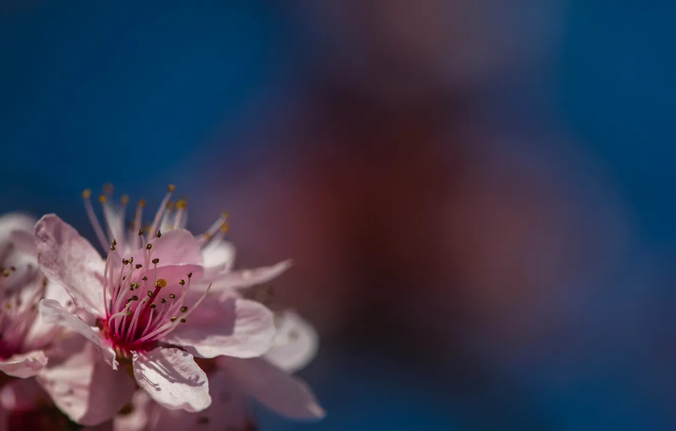 Photo wallpaper nature, background, spring