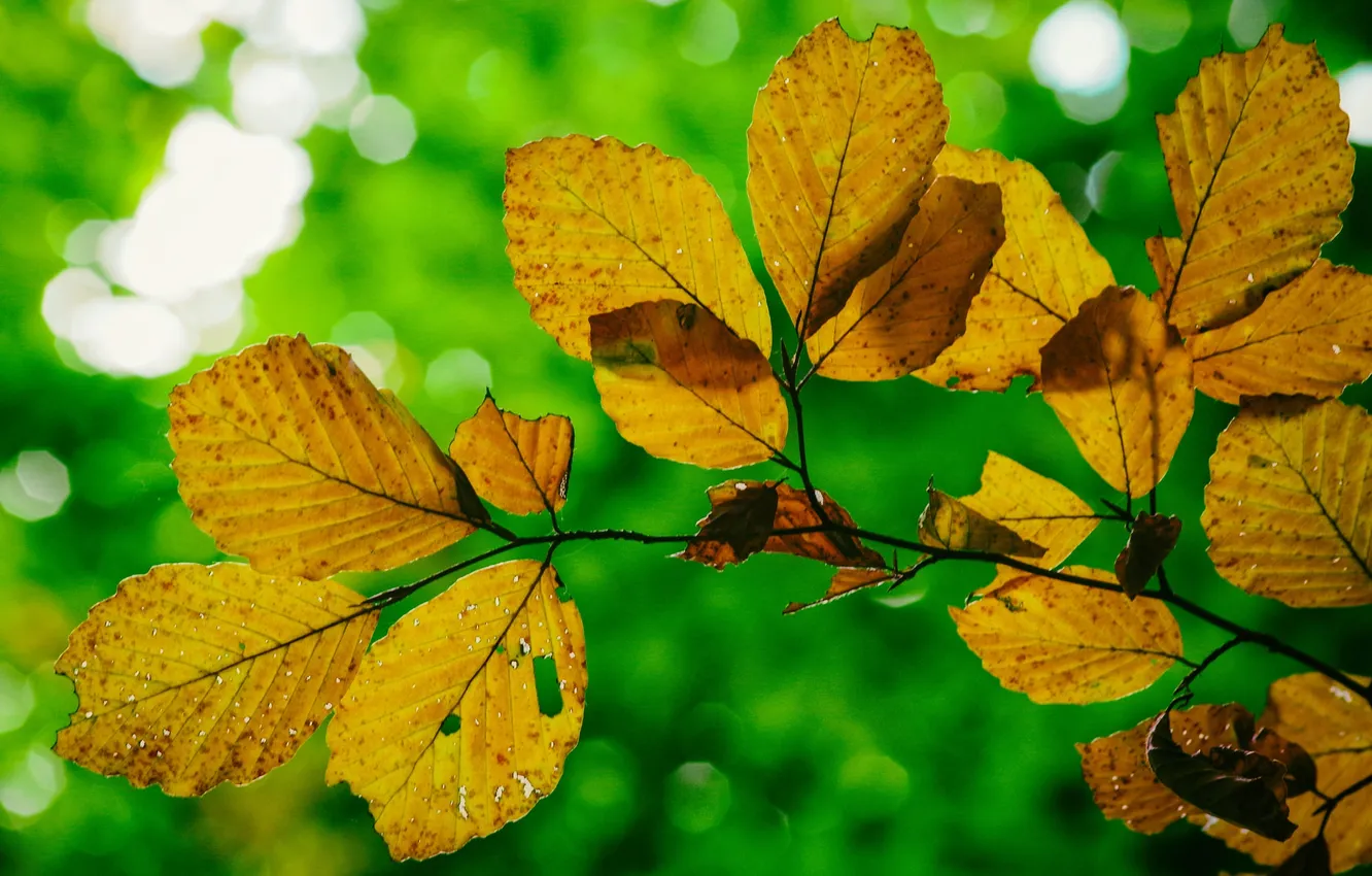 Photo wallpaper autumn, leaves, macro, light, branch, Blik
