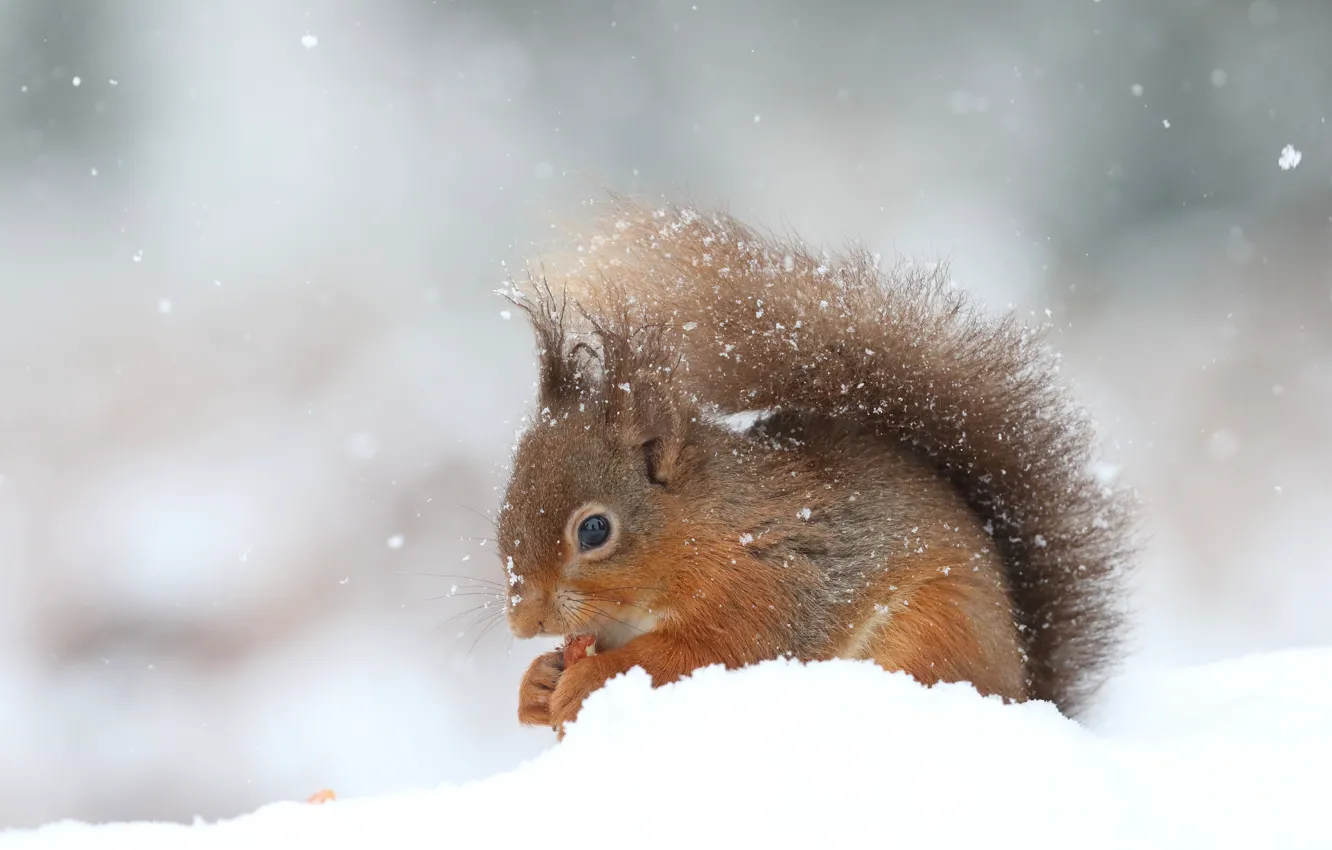 Photo wallpaper winter, snow, pose, protein, snowfall, lunch, bokeh