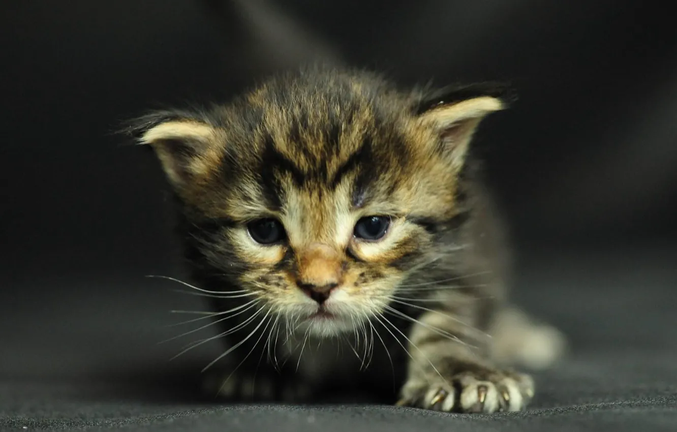 Photo wallpaper animals, cat, beautiful