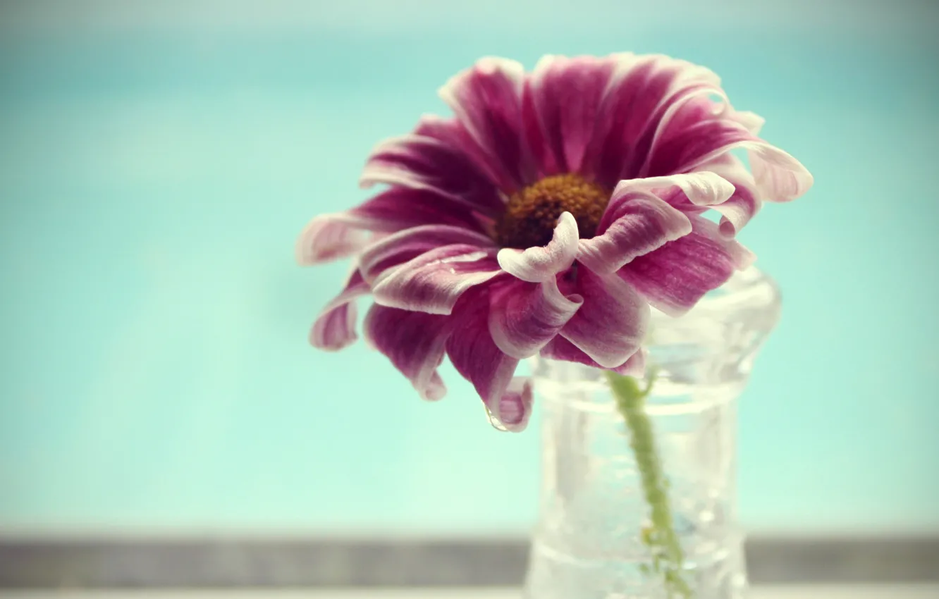 Photo wallpaper flower, water, macro, petals, vase, flower, water, macro