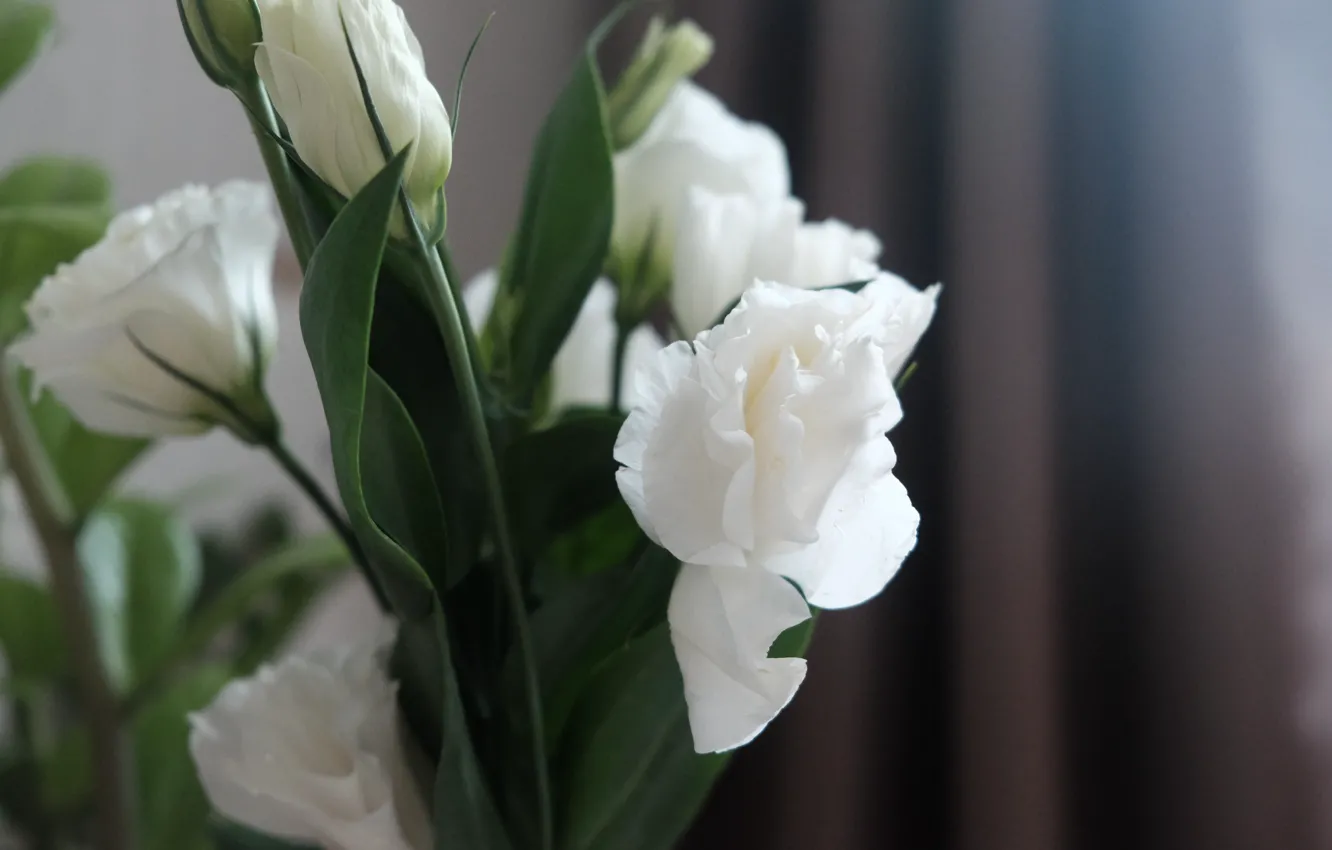 Photo wallpaper flowers, bouquet, eustoma