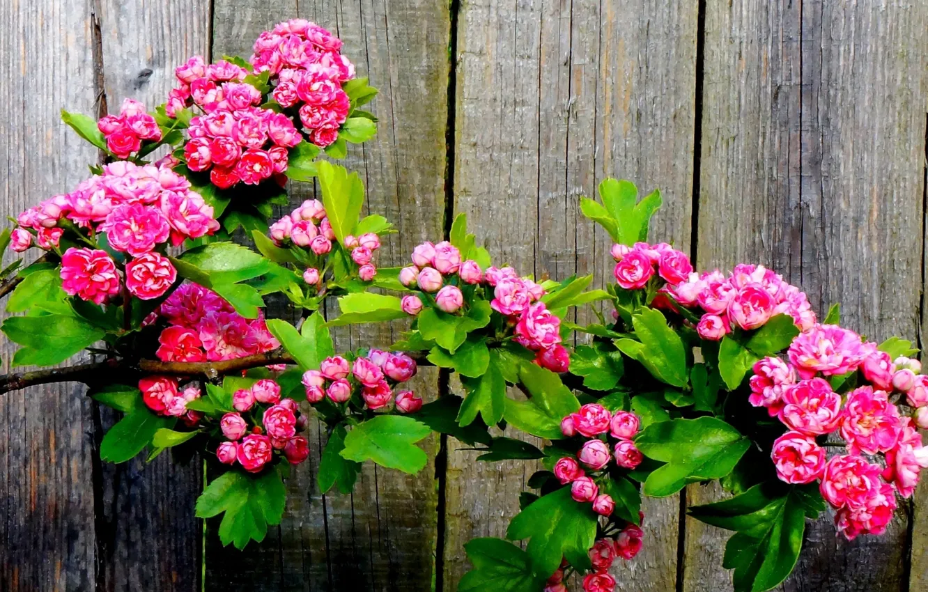 Photo wallpaper flower, twig, blooming