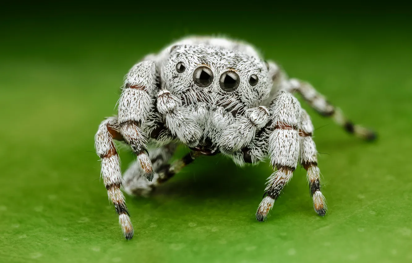 Photo wallpaper white, eyes, macro, pose, green, background, legs, light