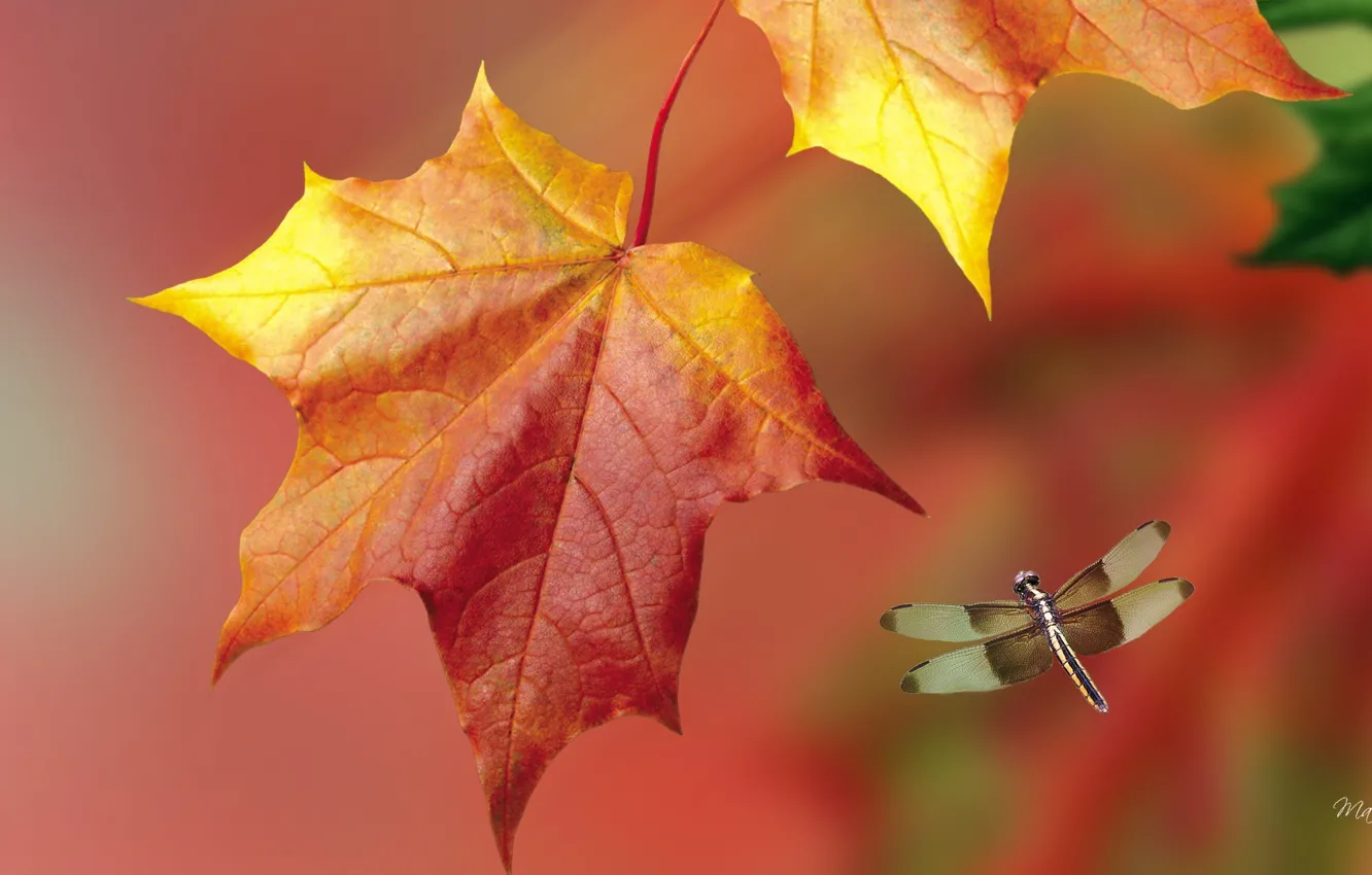 Photo wallpaper leaves, macro, nature, collage, dragonfly