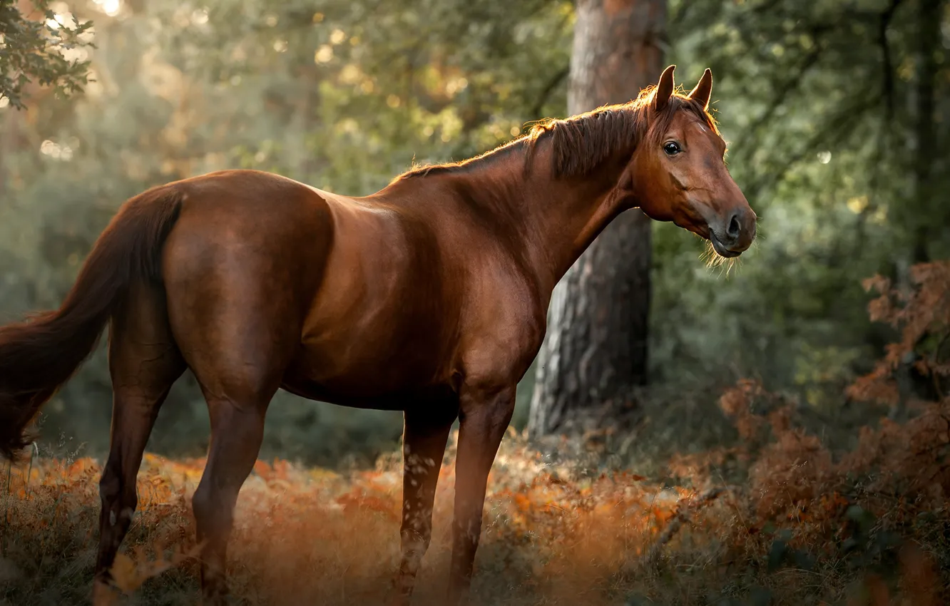 Photo wallpaper forest, nature, Park, horse, horse, the bushes, chestnut