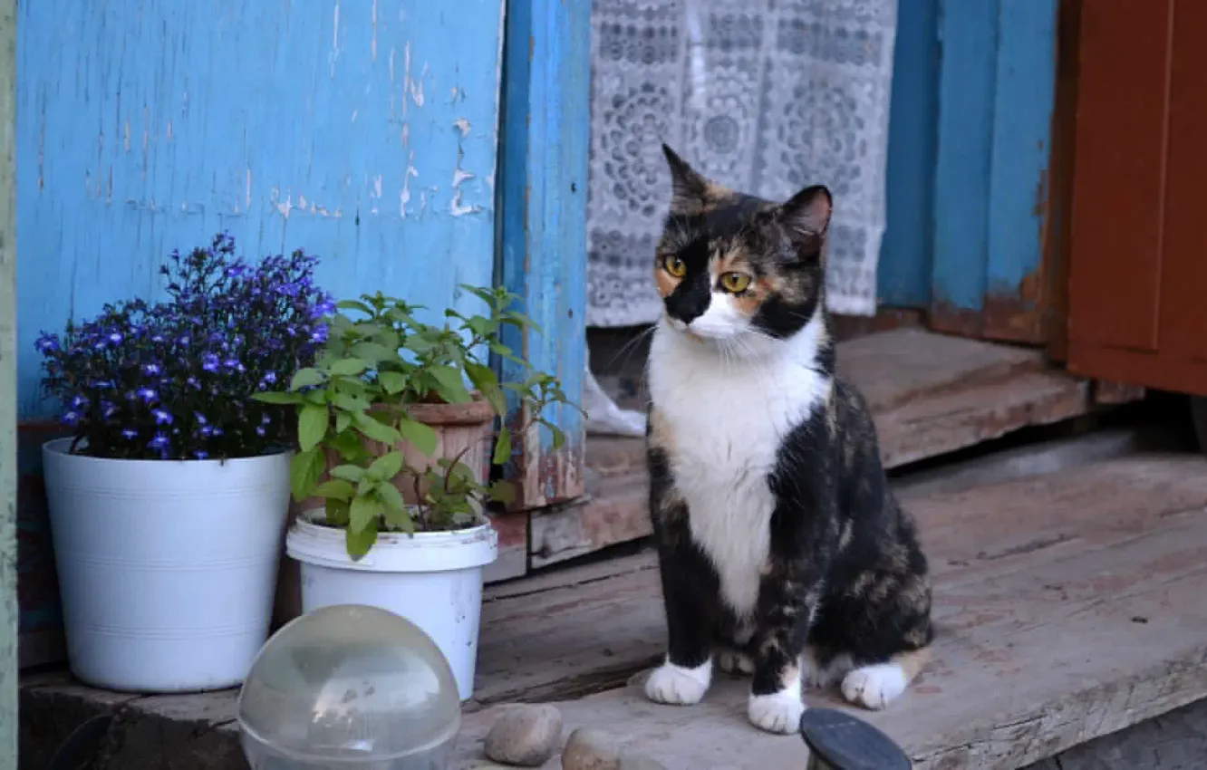 Photo wallpaper cat, Musya, tri-color, Goulder