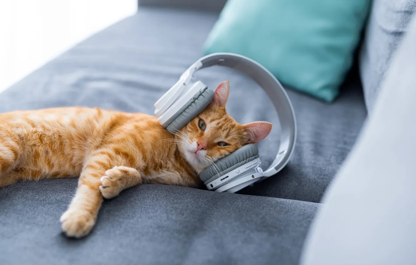 Photo wallpaper cat, cat, pose, music, sofa, headphones, red