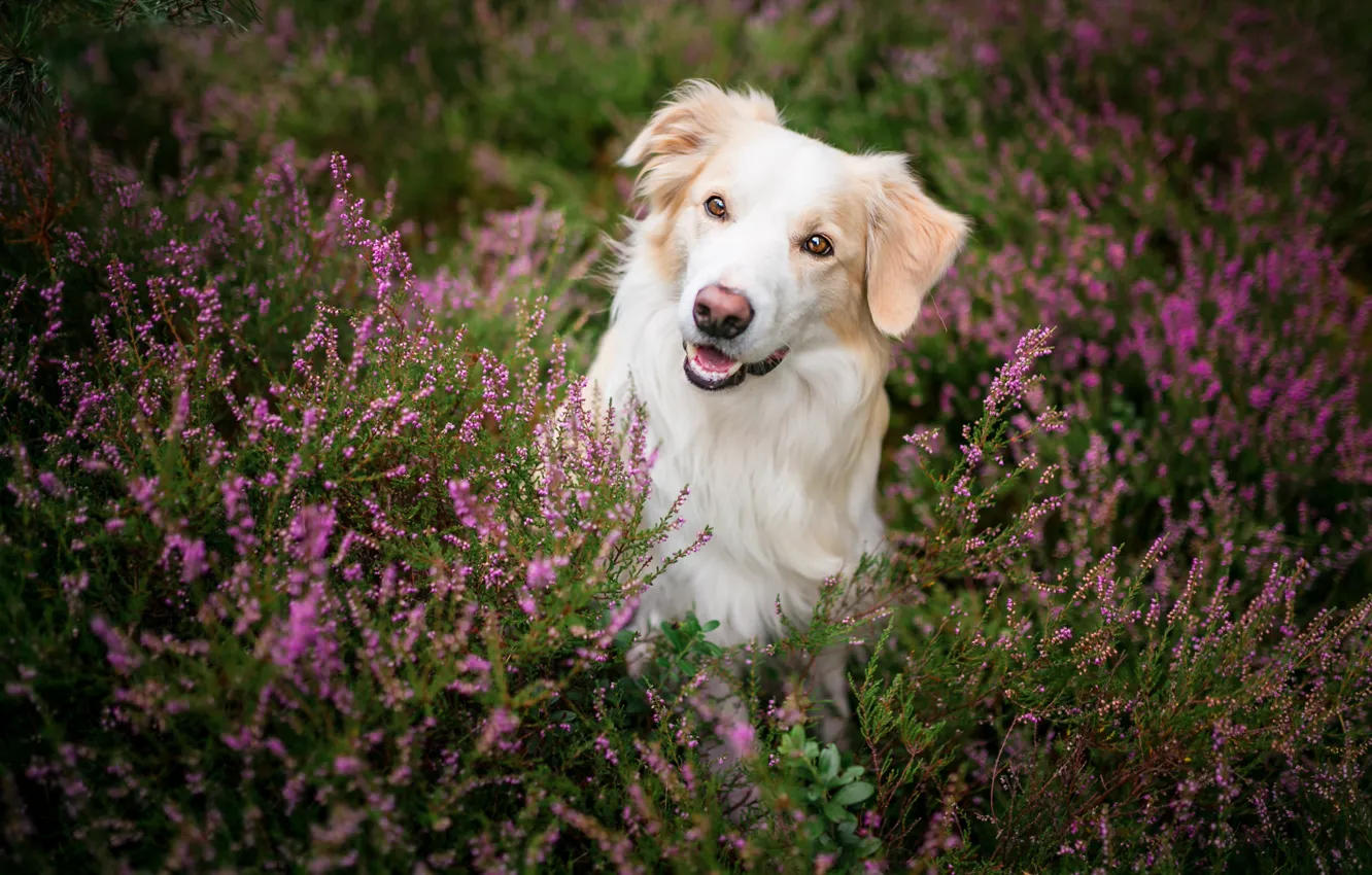 Photo wallpaper white, summer, look, face, flowers, nature, sprig, mood
