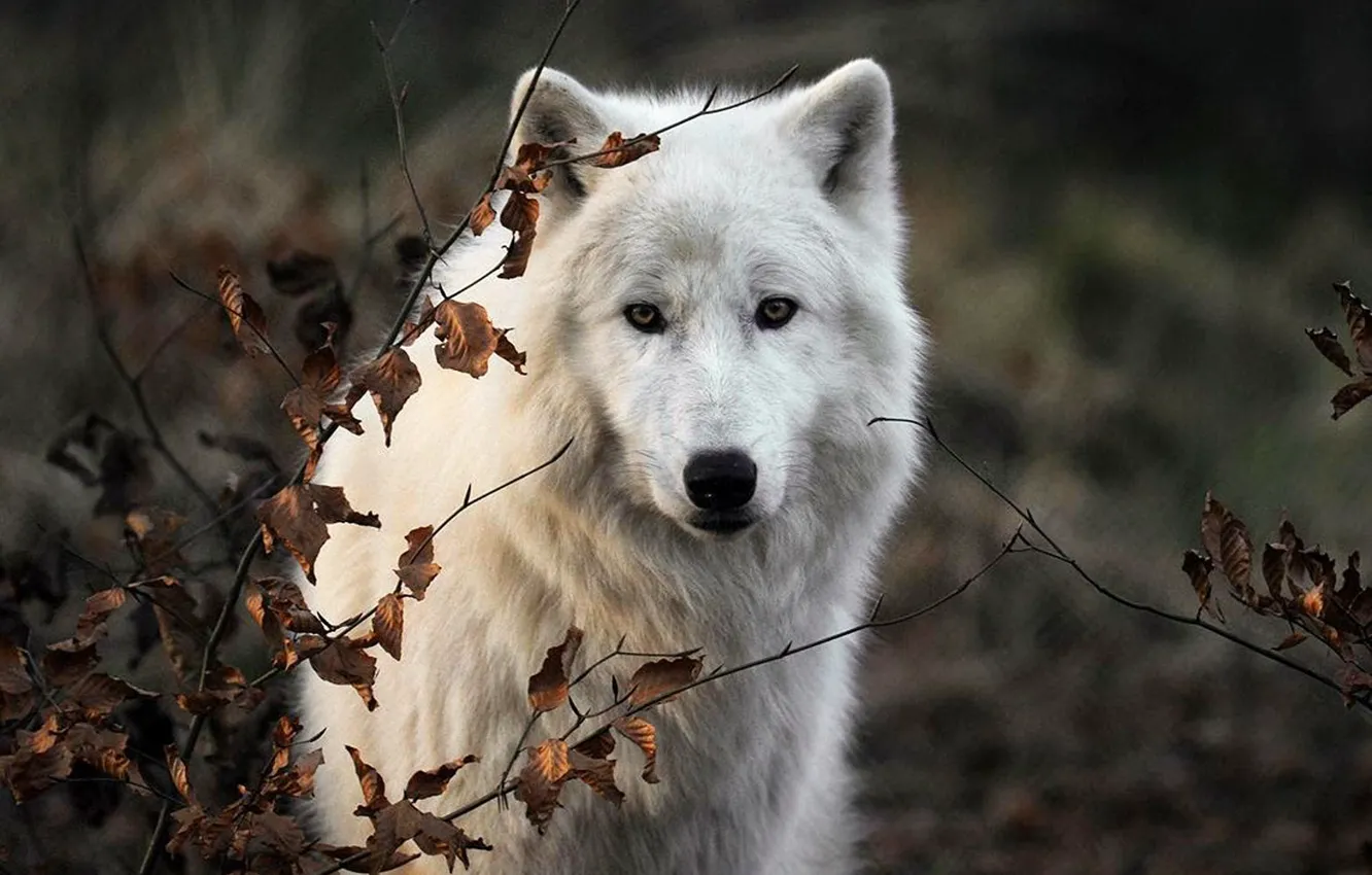 Photo wallpaper Predator, nature, animal, wolf, wildlife, portrait, portrait., Canis lupus. face