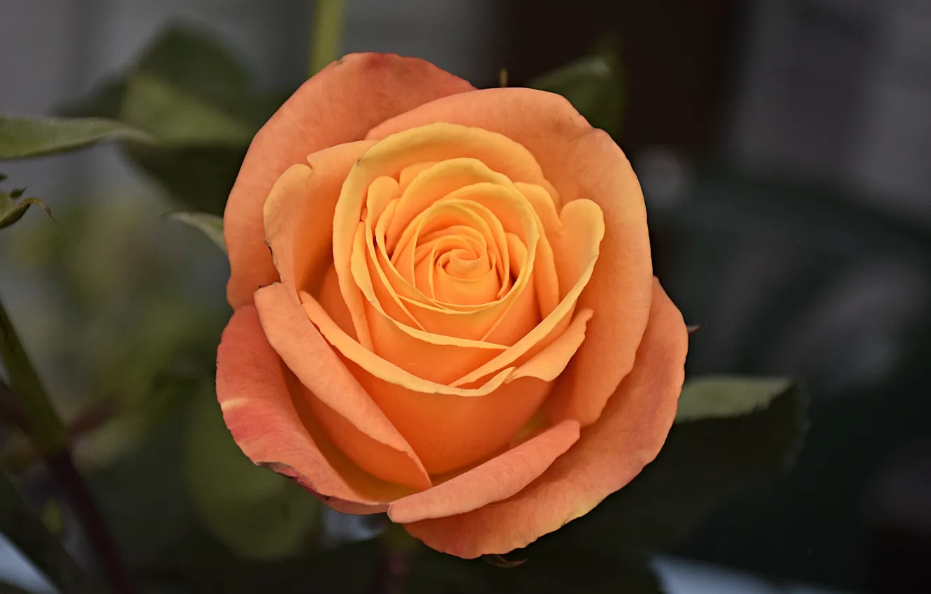 Photo wallpaper Rose, Rose, Orange rose, Orange rose