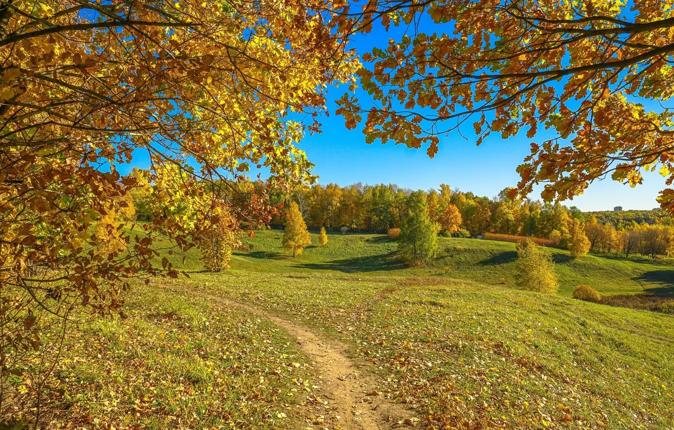 Photo wallpaper autumn, the sun, trees, foliage