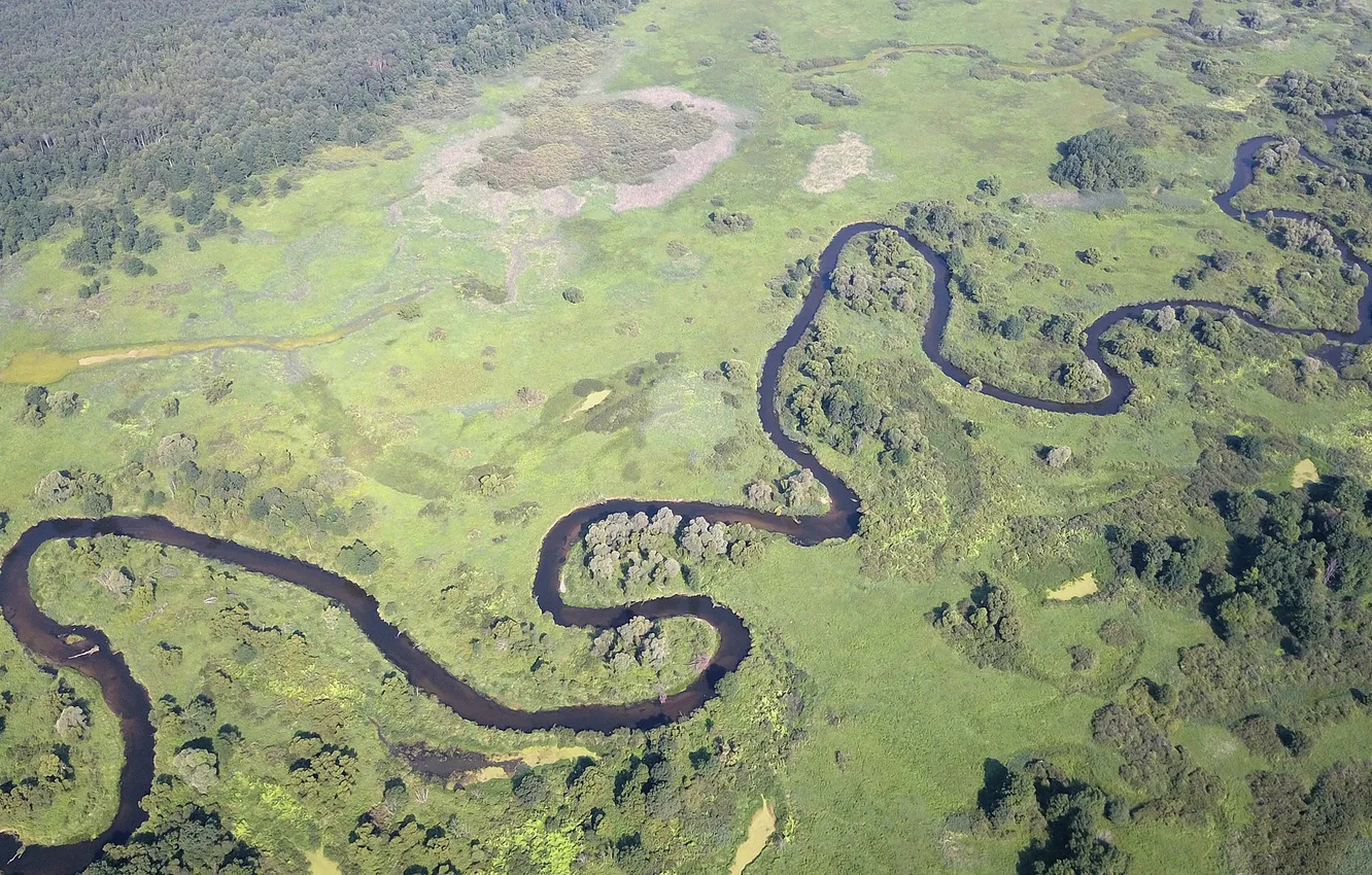 Photo wallpaper forest, trees, landscape, nature, river, plant, the view from the top, relief