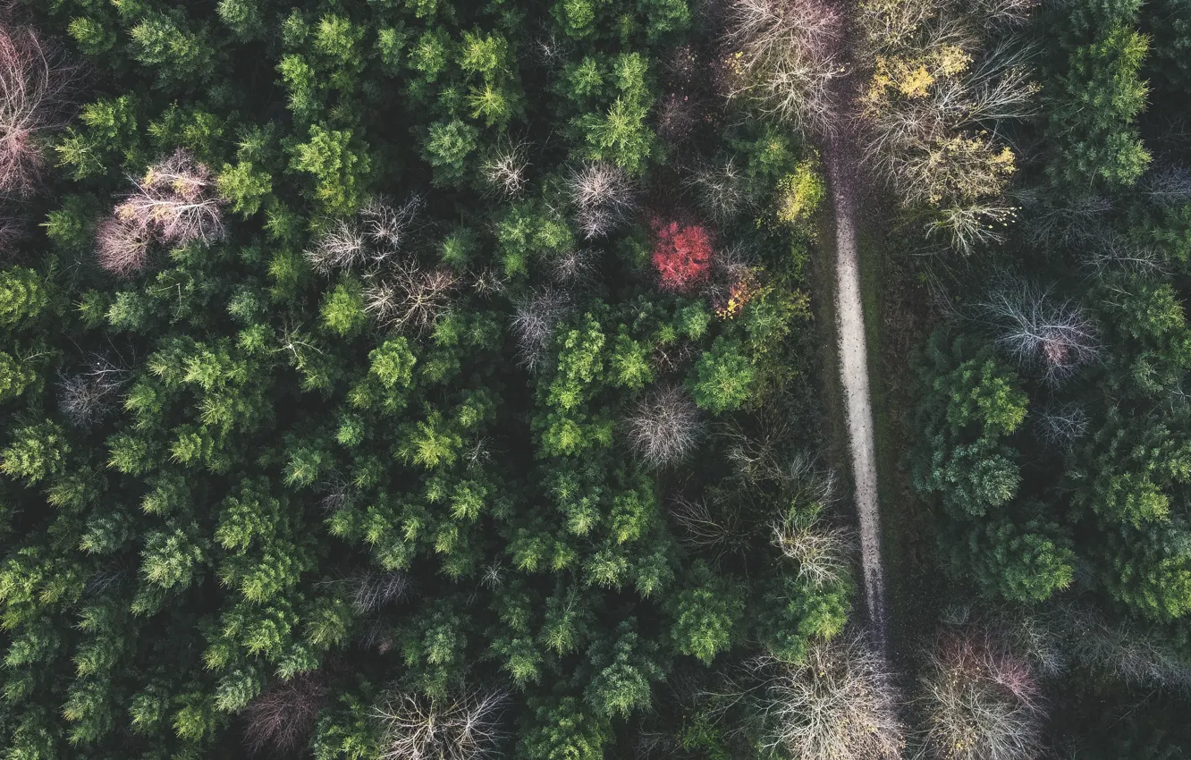 Photo wallpaper road, forest, trees, landscape, nature, the view from the top, the top