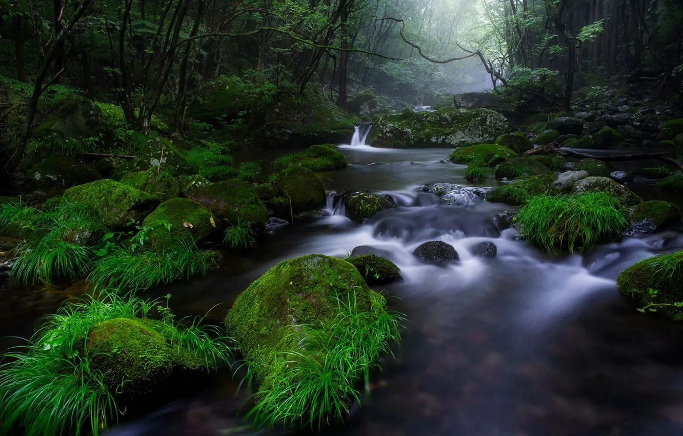 Photo wallpaper forest, summer, grass, water, nature, river