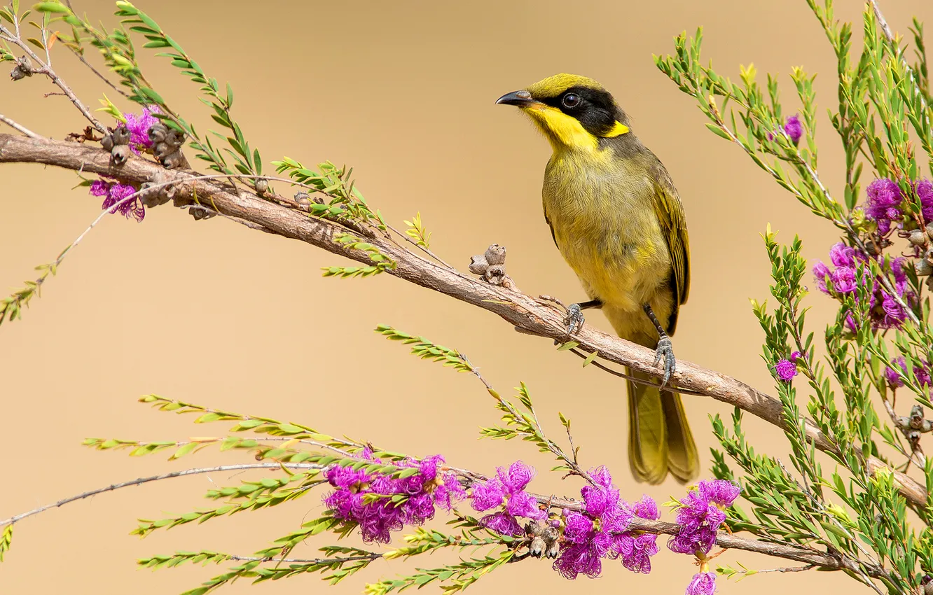 Photo wallpaper flowers, branches, bird, color, tail