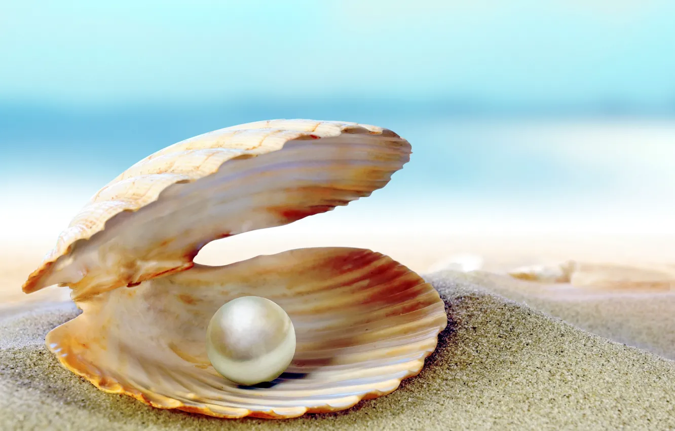 Photo wallpaper sand, sea, beach, shell, beach, sea, sand, shore, seashell, pearl, perl
