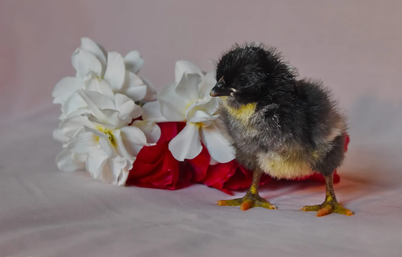 Photo wallpaper flowers, chickens, spring