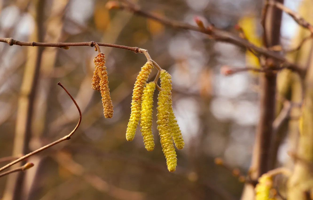 Photo wallpaper tree, hanging, twig