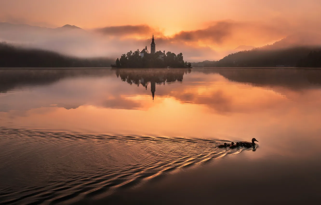 Photo wallpaper light, fog, lake, duck, morning, Slovenia, Bled