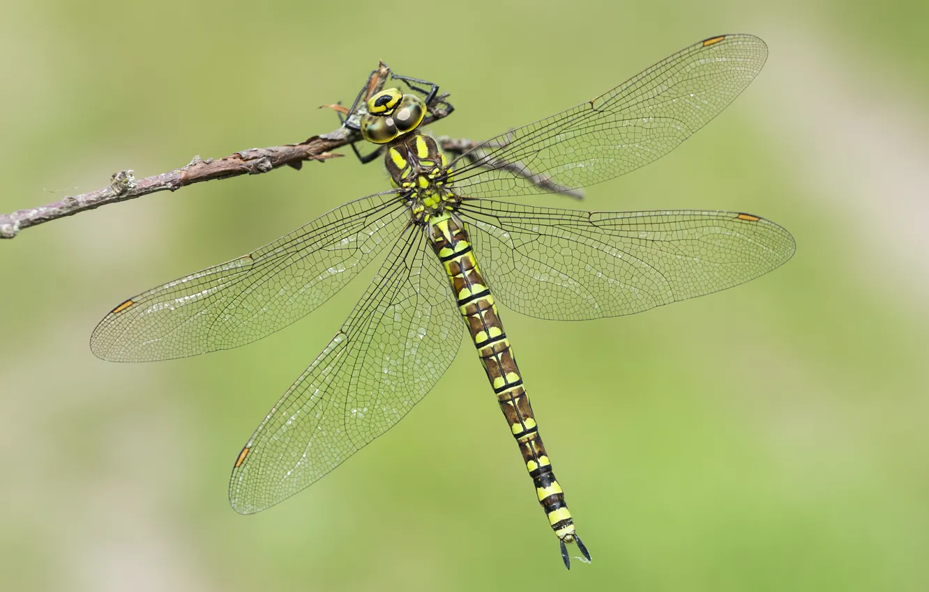 Photo wallpaper sprig, background, dragonfly