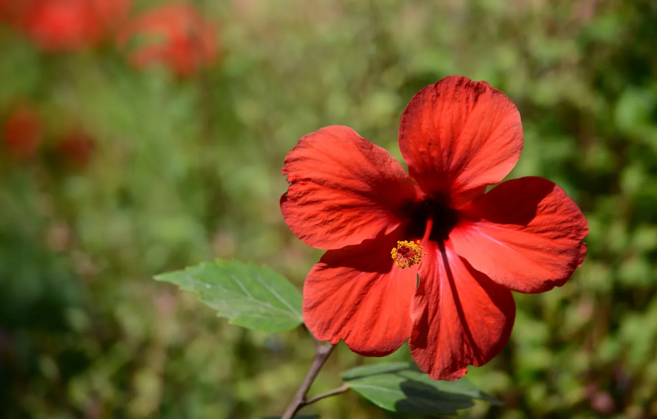 Photo wallpaper flowers, red, petals