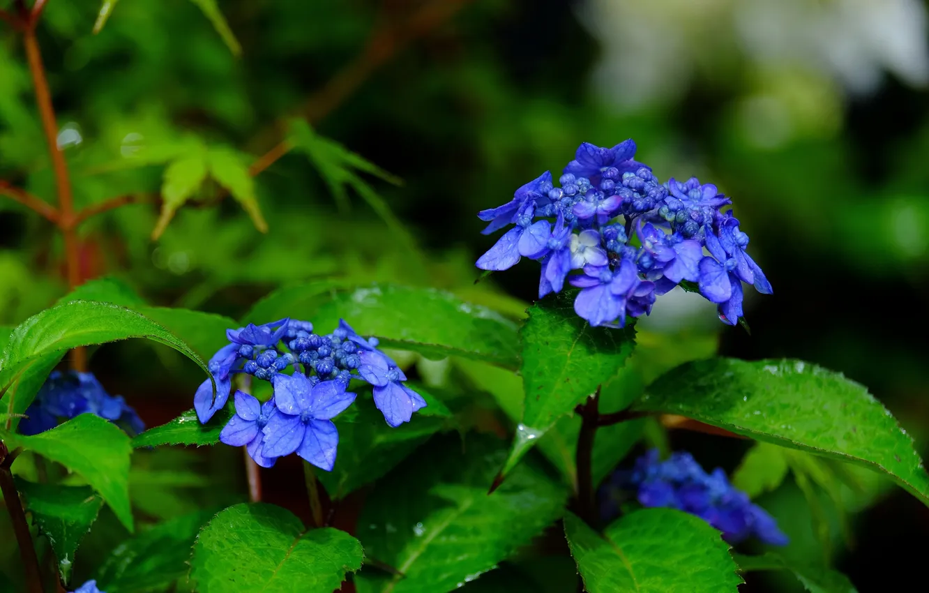 Photo wallpaper leaves, macro, hydrangea, inflorescence