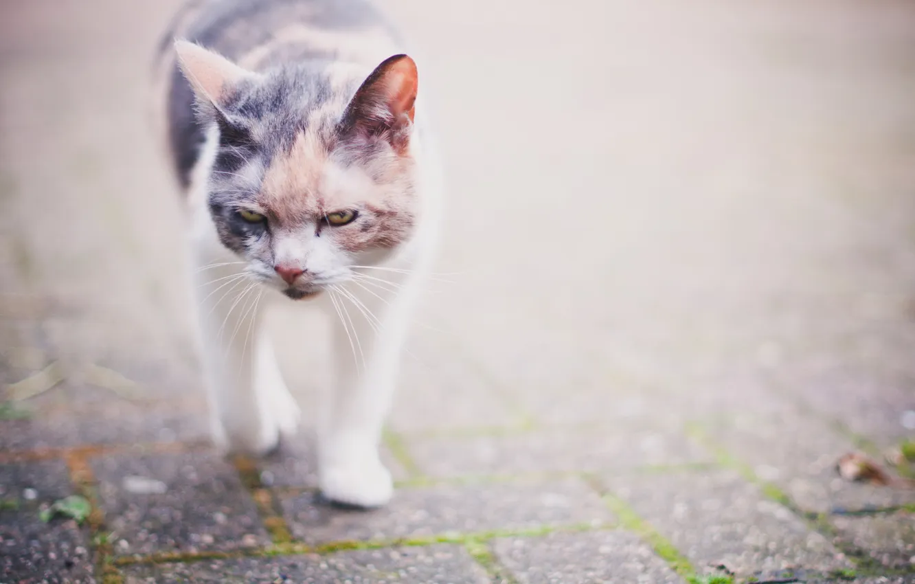 Photo wallpaper cat, background, walk