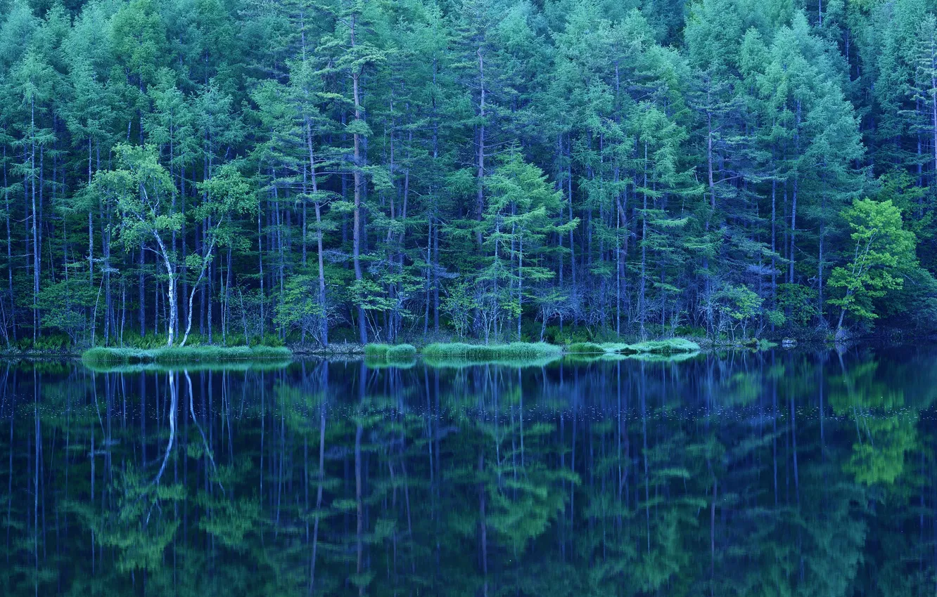 Photo wallpaper greens, forest, trees, lake, reflection, spring