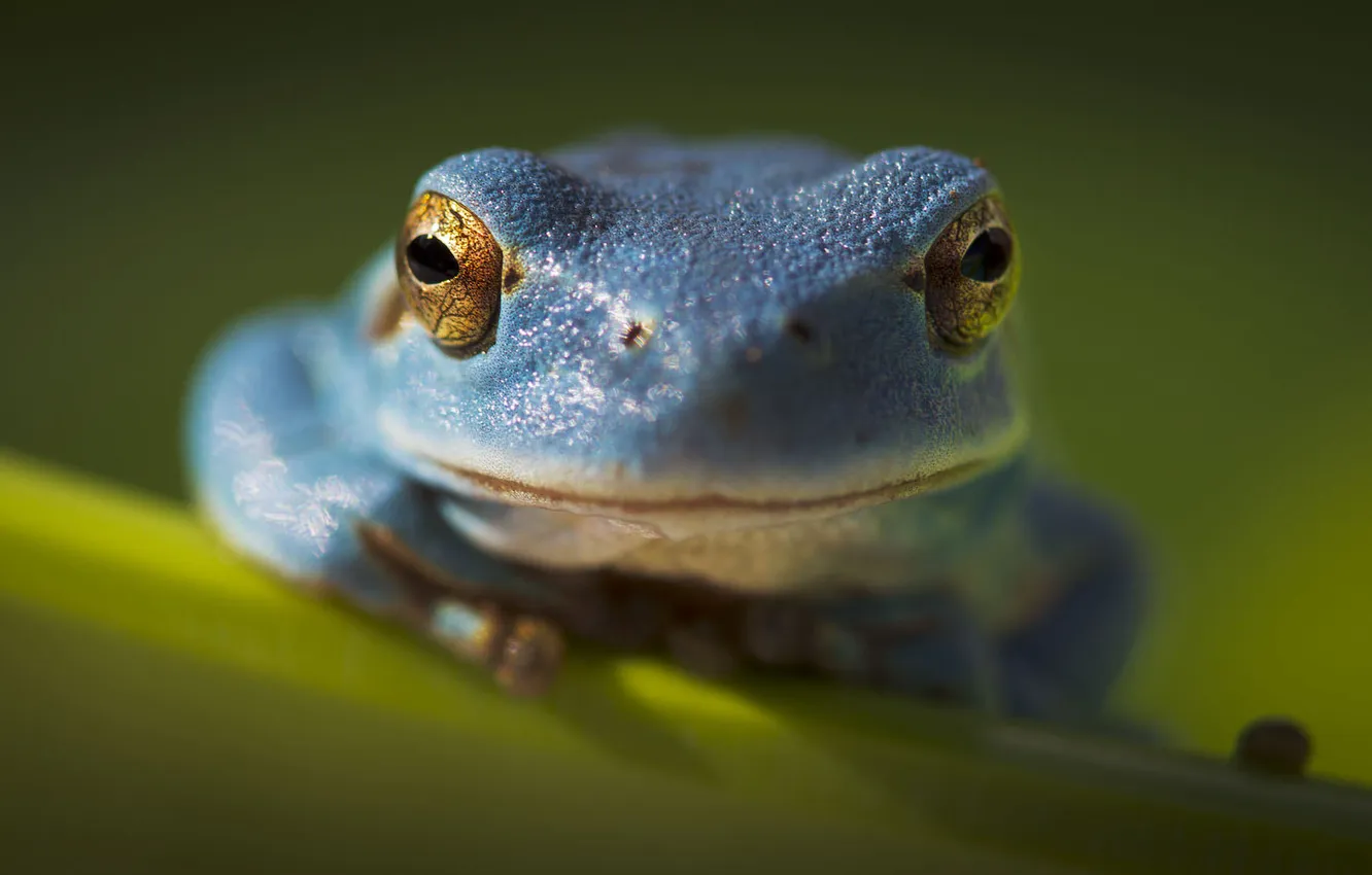 Photo wallpaper eyes, frog, head, amphibian