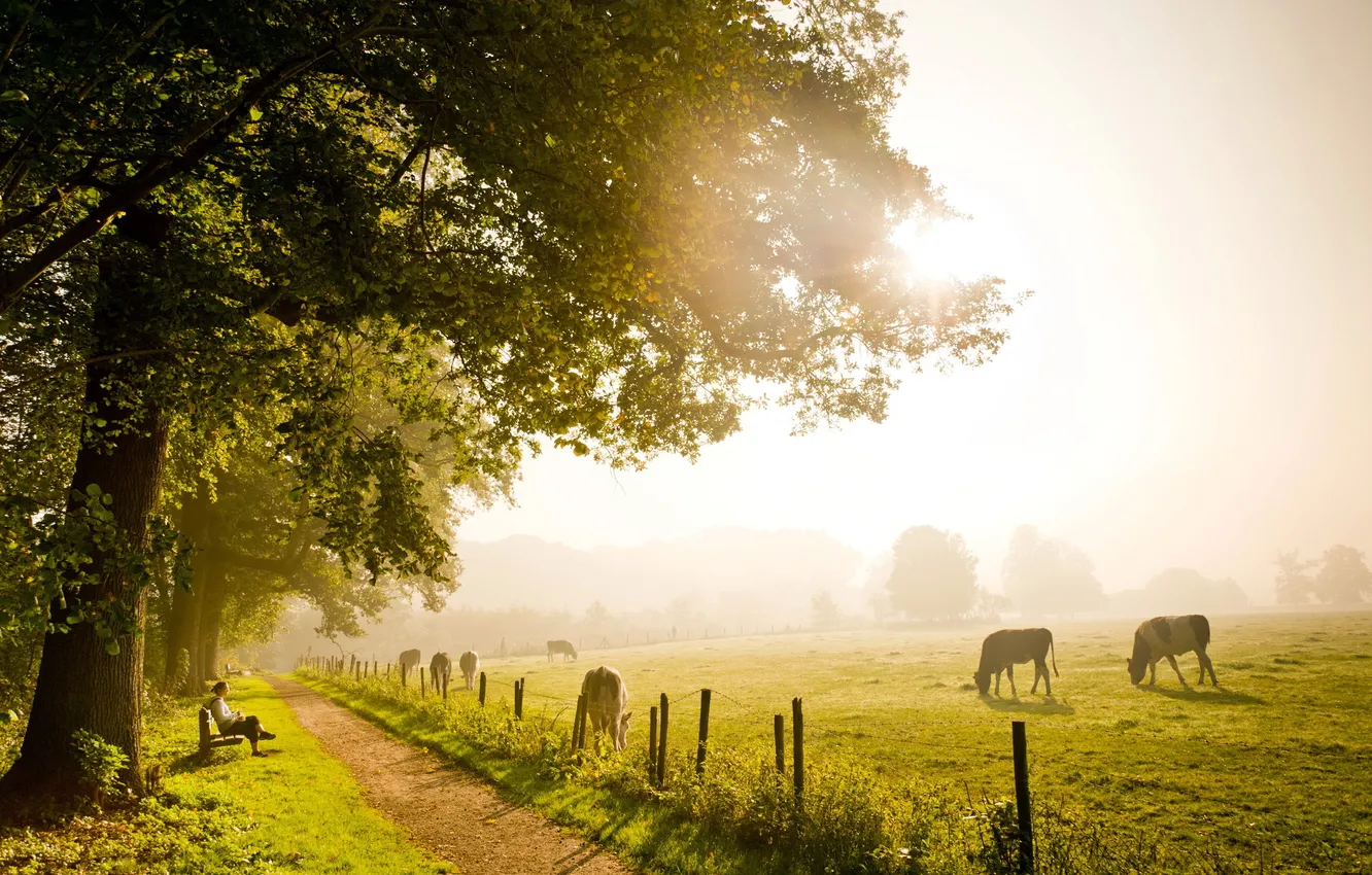 Photo wallpaper field, summer, bench, the fence, cattle