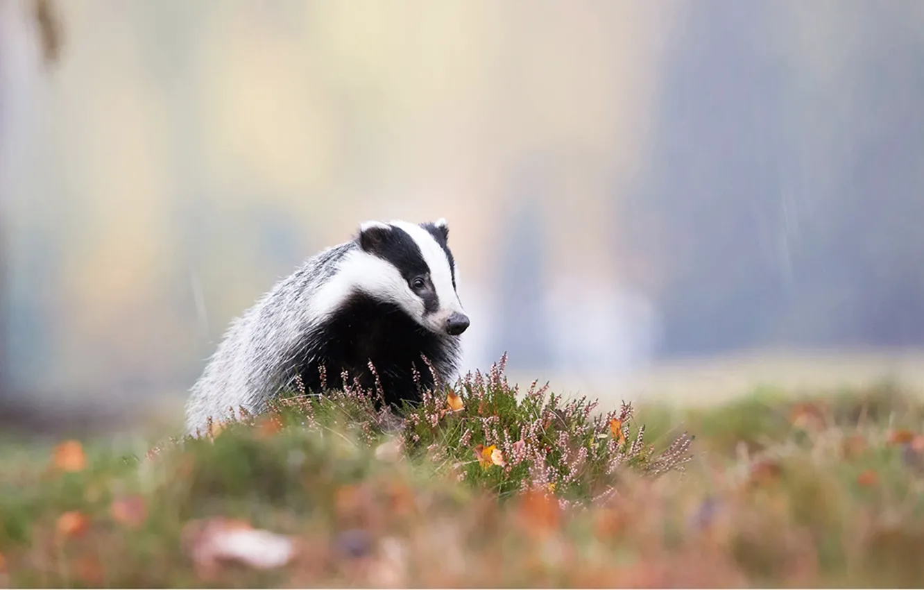 Photo wallpaper animal, black and white, Badger