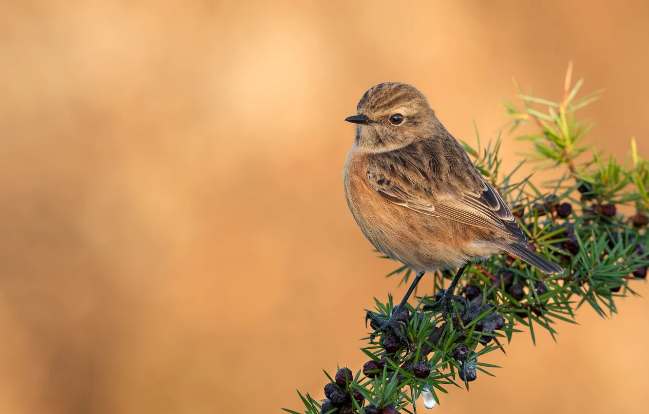 Photo wallpaper branches, bird, female, stonechat